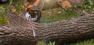 Best Tree Mulching  in Scott City, KS