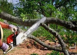 Best Commercial Tree Services  in Scott City, KS