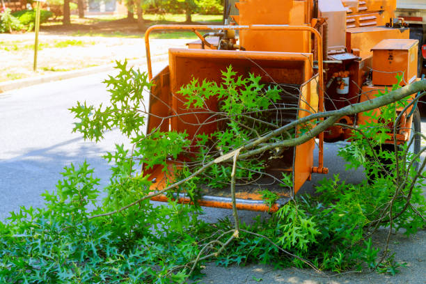 Best Leaf Removal  in Scott City, KS