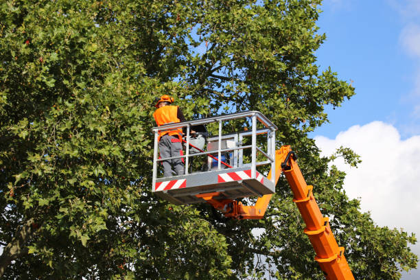 Scott City, KS Tree Care Services Company