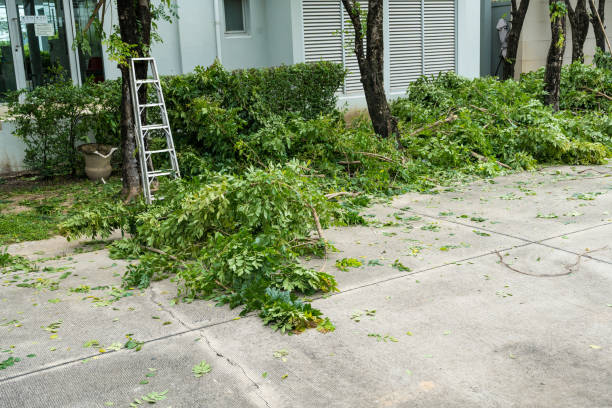 Best Palm Tree Trimming  in Scott City, KS