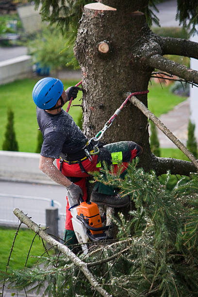 Best Tree Cabling and Bracing  in Scott City, KS