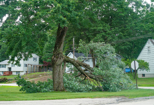 Best Hedge Trimming  in Scott City, KS