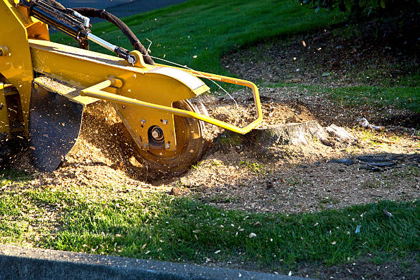 Best Seasonal Cleanup (Spring/Fall)  in Scott City, KS