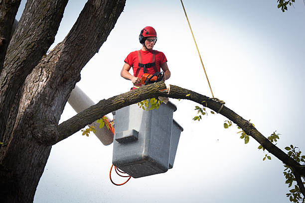 Best Tree Trimming and Pruning  in Scott City, KS